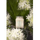 Масло карите Тиаре и алоэ вера La Sultane de Saba Shea Butter Tahiti Aloe Vera, 300 мл